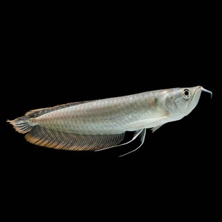 Silver Arowana